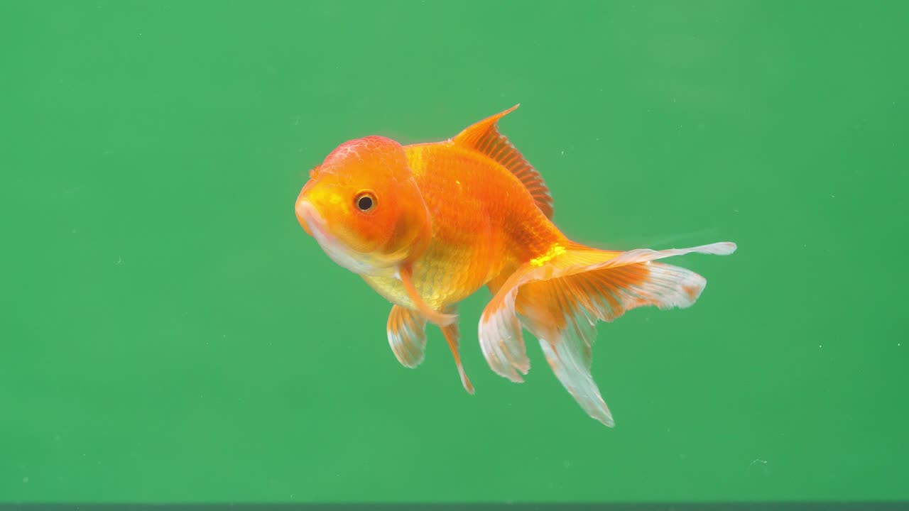 Gold Fish On Green Screen Background