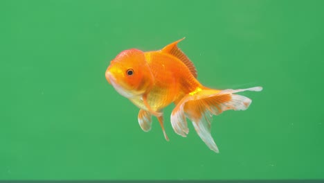 gold fish on green screen background