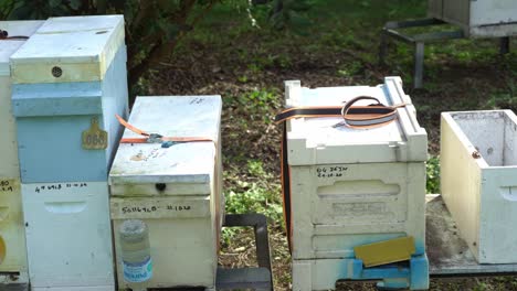 Pan-Izquierda-Cajas-De-Abejas-Apiario-Australiano-En-Naturaleza-Verde