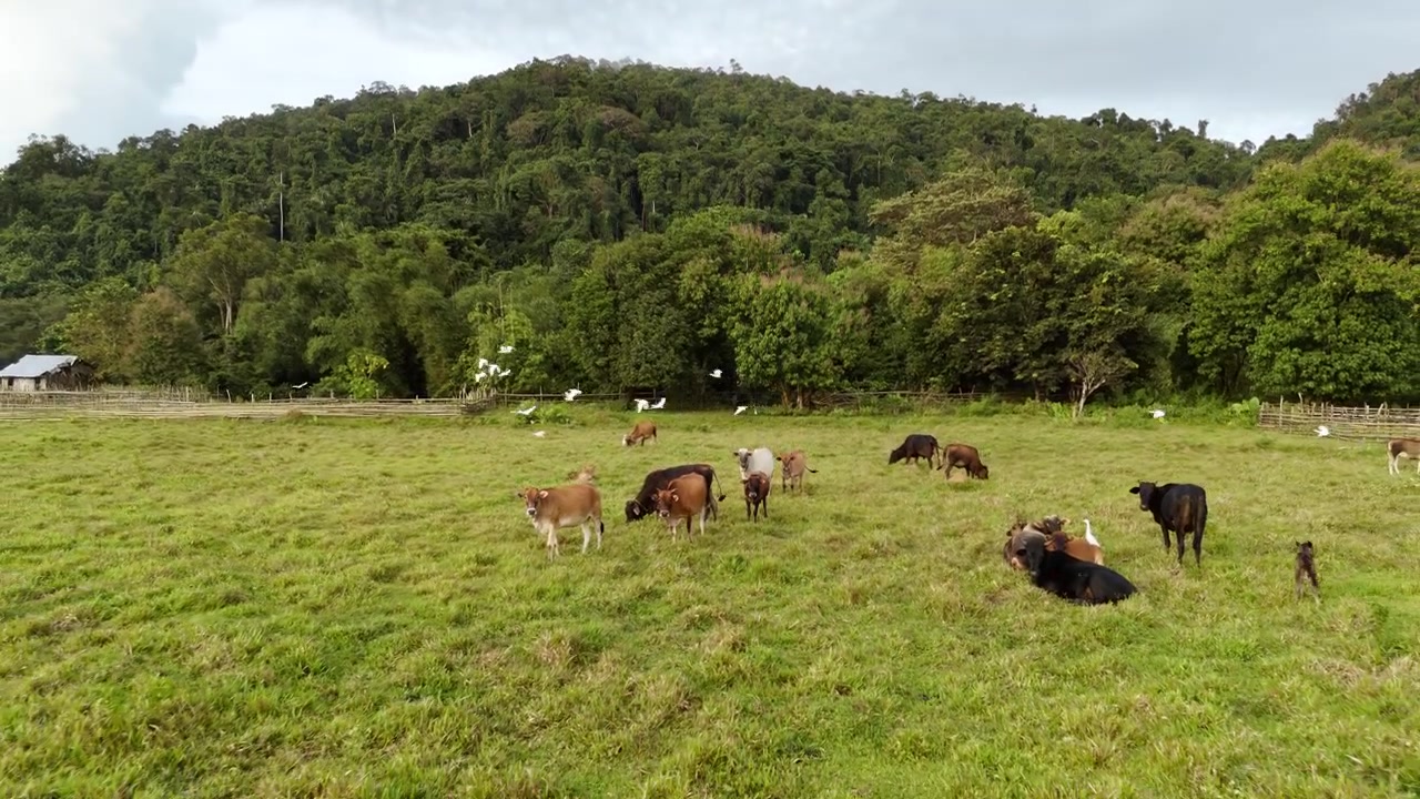 Tomada de afastamento de um rebanho de vacas pastando na fazenda perto da vila em Cataban, Filipinas.
