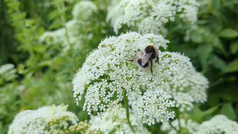bumblebee collecting pollen in white flower in garden close up, nature insect detail
