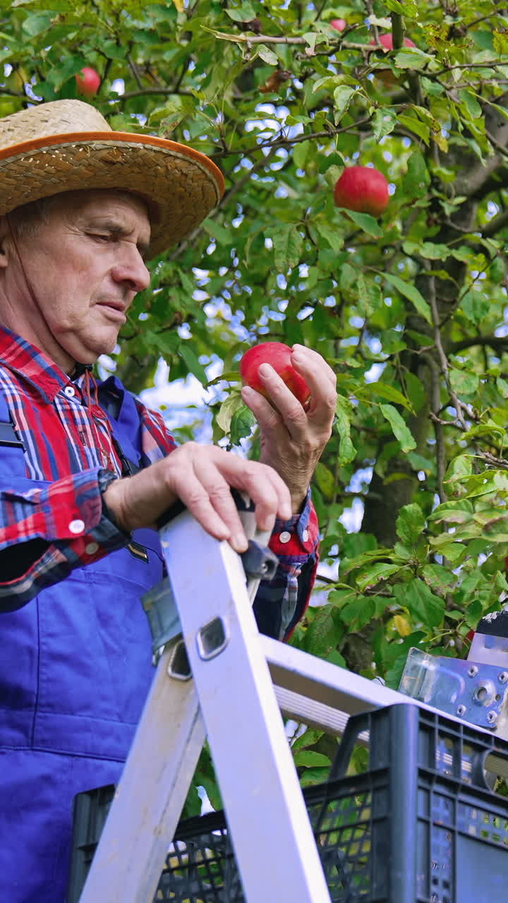 Agricultural organic red apples harvesting. Farmer harvesting apples from tree. Vertical video
