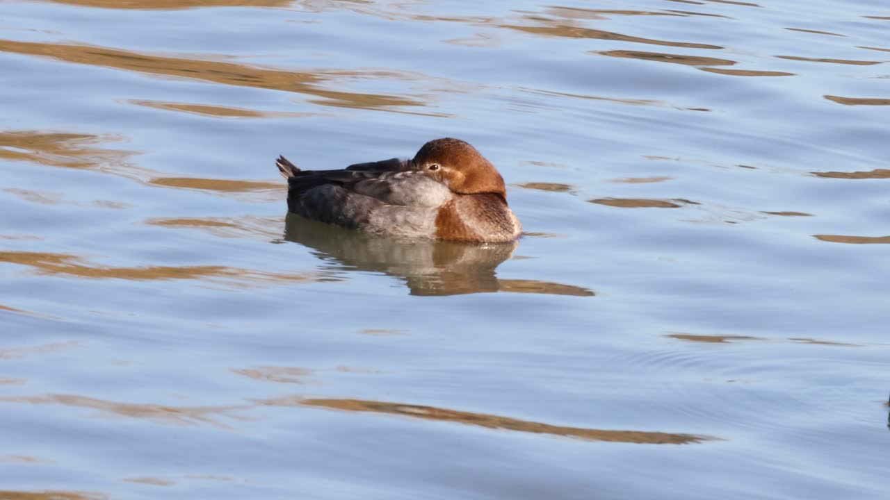 un pato se desliza pacíficamente a través de un lago tranquilo.
