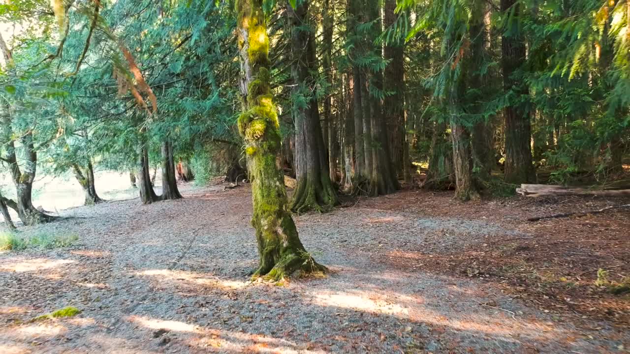 moviéndose hacia atrás a través de un bosque lluvioso en bc canada