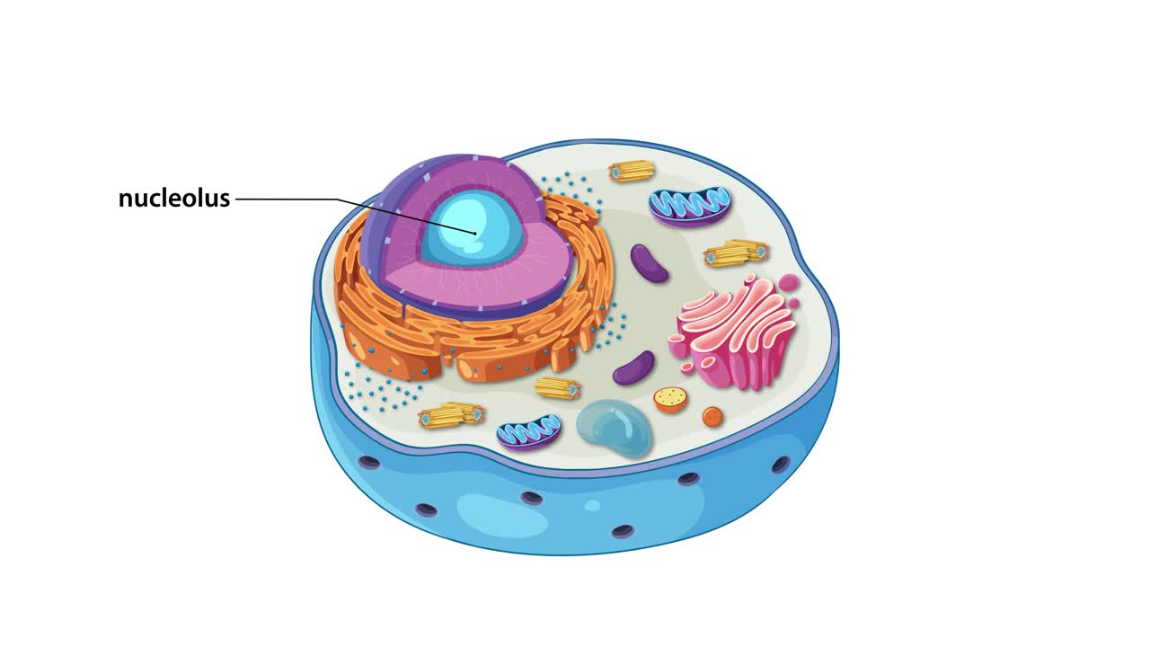 Illustrated animation of an animal cell highlighting organelles with labels and dynamic transitions