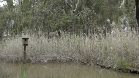 Natur-Vogelbox-Im-Freien-An-Einem-Kalten-Wintertag-Australische-Fauna