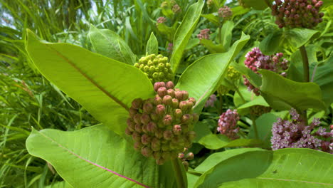 Rose-milkweed-flowers-budding-on-a-sunny,-summer-day