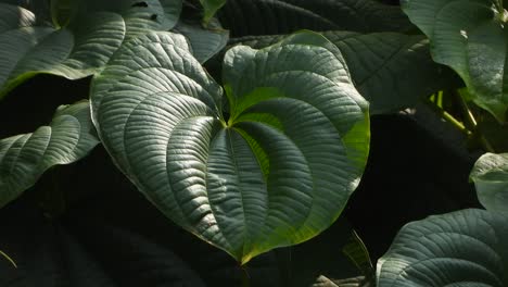 hermosa hoja en forma de amor