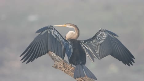 anhinga in pond area