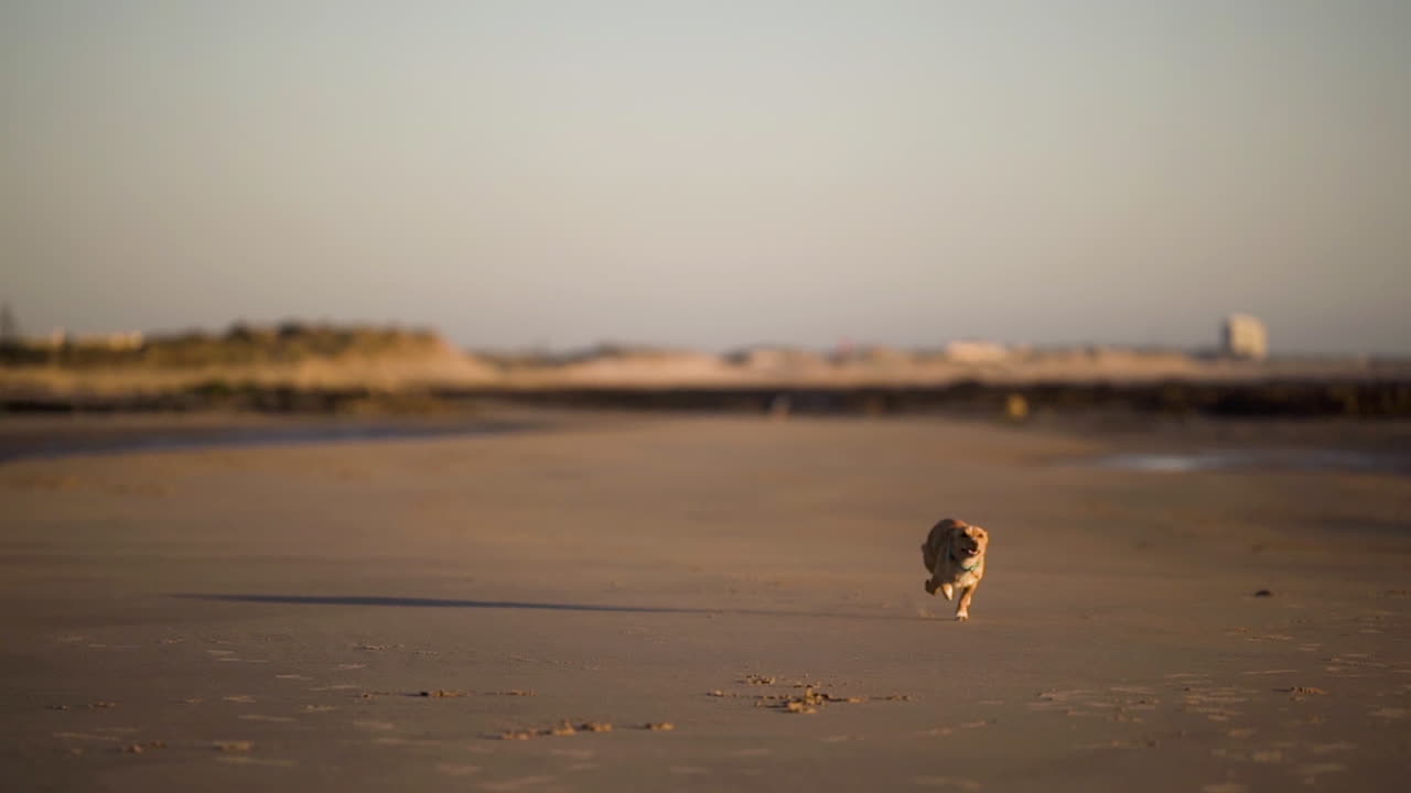 Wide landscape shot of a little dog running on a beach, in the late afternoon sun.