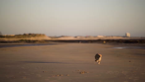 wide landscape shot of a little dog running on a beach, in the late afternoon sun.