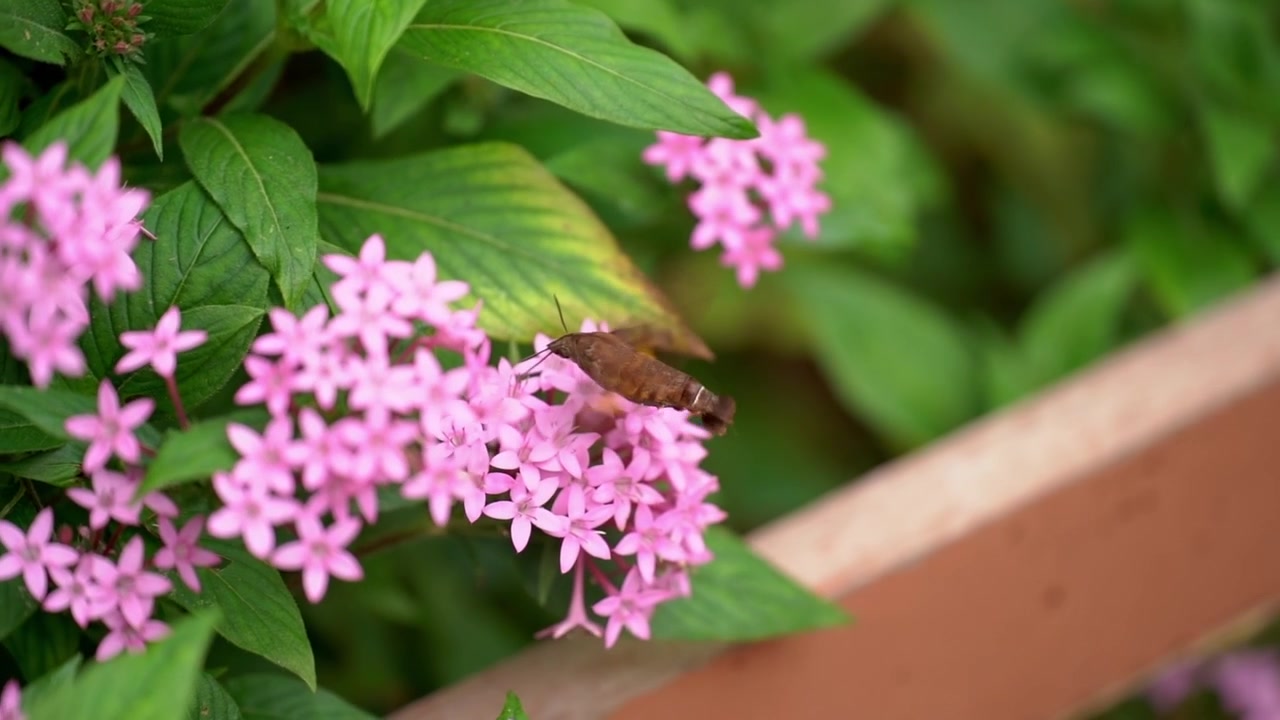 Close-up tracking shot focusing on a hummingbird hawk-moth hovering beside a cluster of pink pentas flowers next to a wooden garden railing, using its long proboscis to drink nectar from the blossoms.
