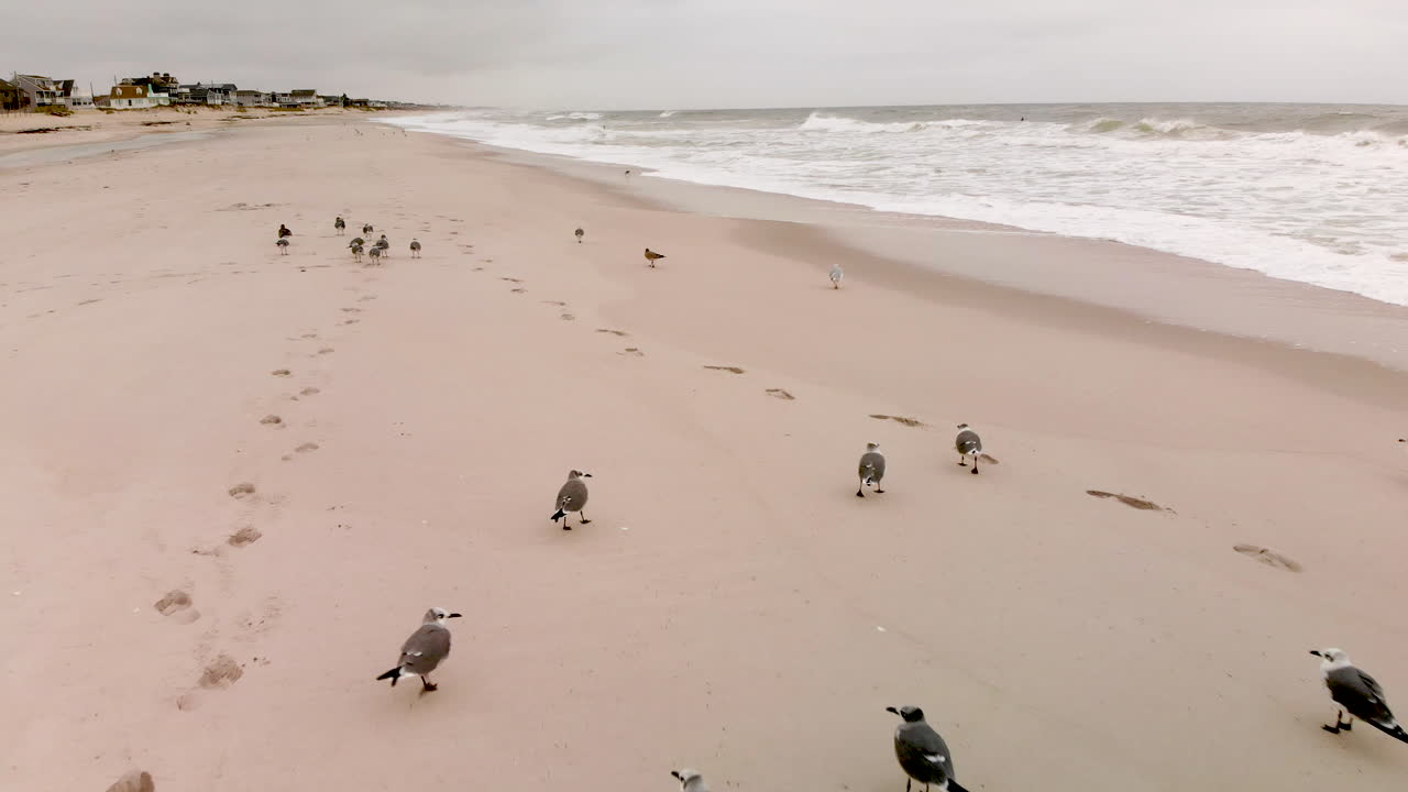 moviéndose a través de una bandada de gaviotas descansando en una playa