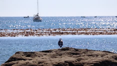 Una-Gaviota-Con-Vistas-Al-Océano-Sentada-En-Una-Roca