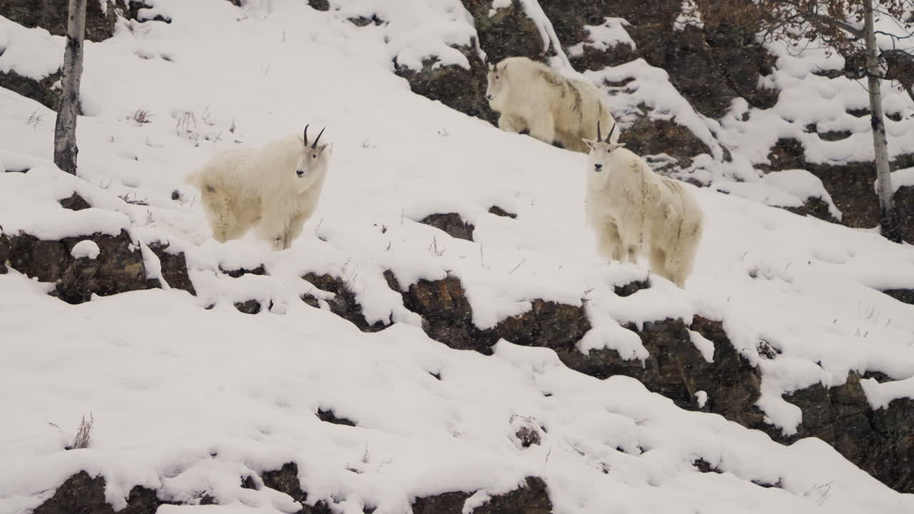 겨울 에 캐나다 의 유콘 의 눈 인 풍경 에 있는 산 염소 들 의 집단 - 느린 동영상