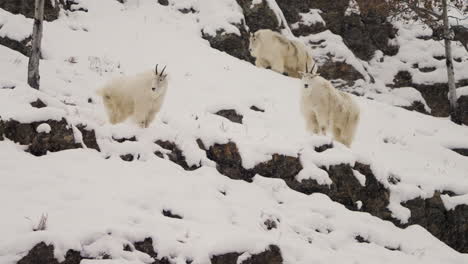group of mountain goats in snowy landscape of yukon, canada during winter - slow motion