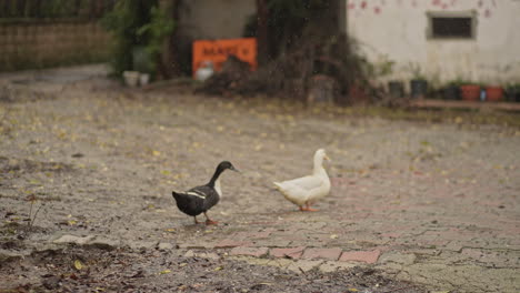 nature hd | ducks in farm