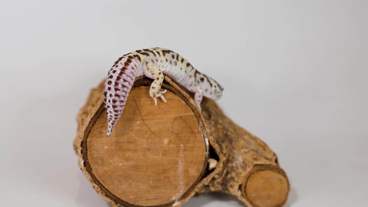 A leopard gecko crawls slowly across a textured wooden log against a plain white background