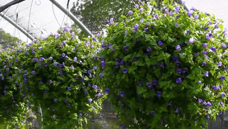 cesta colgante flores de petunia púrpura dentro del jardín de invernadero que sopla en el viento