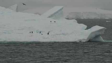 Eselspinguine-Schwimmen-Auf-Dem-Eis-In-Der-Antarktis