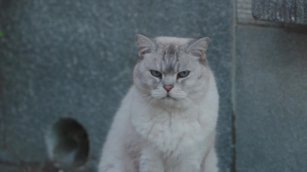 Close-up de um gato doméstico branco e fofo sentado calmamente ao ar livre e olhando ao redor, comportamento e estilo de vida animal.