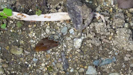 A-scarce-tortoiseshell-butterfly-with-orange-wings-and-black-spots-flaps-its-wings-walking-on-the-ground-as-ants-crawl-by