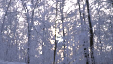 blurred view of snow covered trees and branches in a winter wonderland forest while sun is shining in bavaria, germany