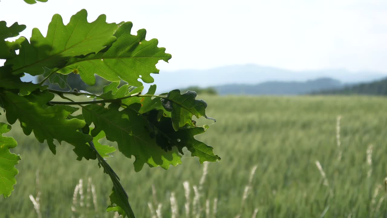 grano verde en el viento con hojas en el frente