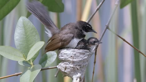 a mother bird of malaysian pied fantail teaching juvenile how to fly out of the nest