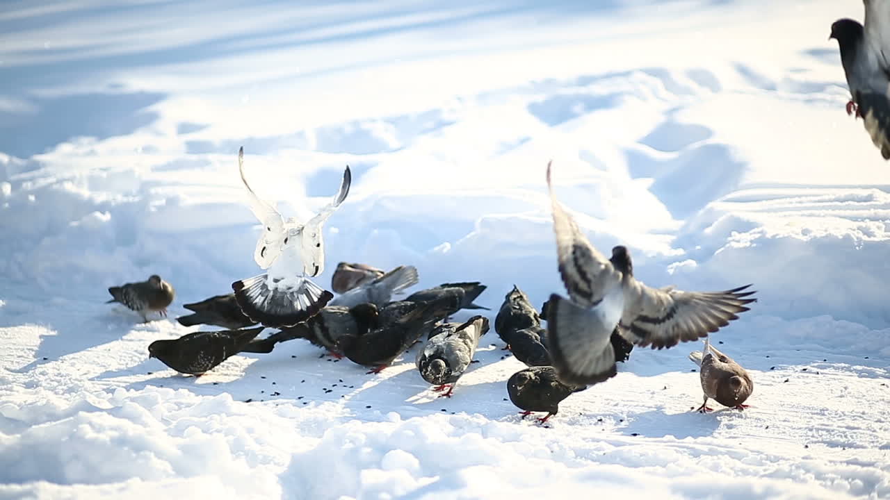 Mother and son feeding pigeons. Little boy with mother feeds pigeons in the park in winter