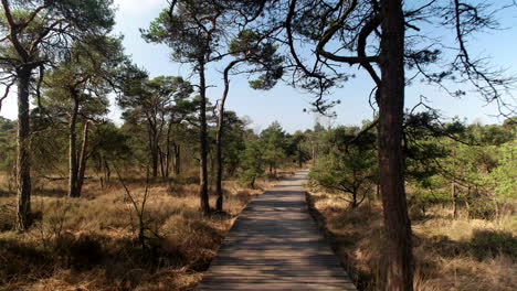 decking pathway amidst the wilderness of twickel estate in eastern netherlands