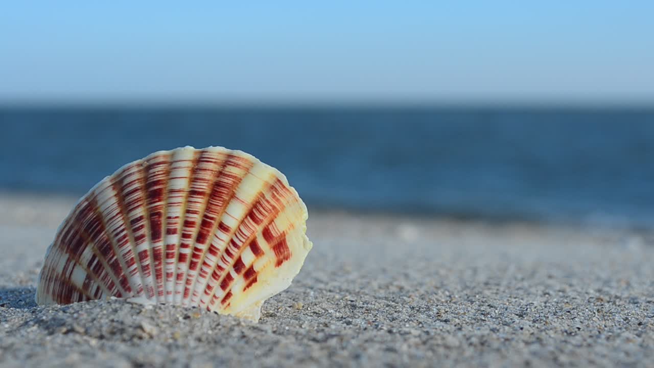 Cockleshells on sand against the background of waves. Shooting on the beach