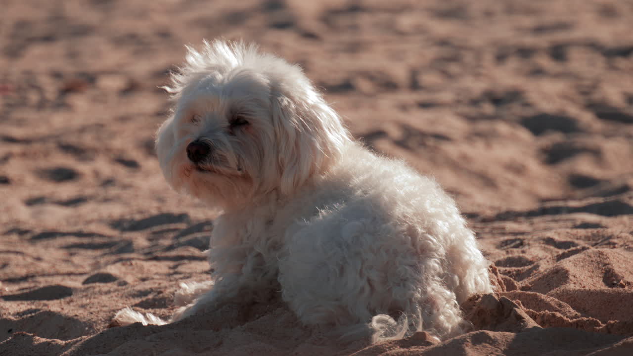 A fluffy white dog sits calmly on the sand under the warm sunlight, gazing thoughtfully at the surroundings