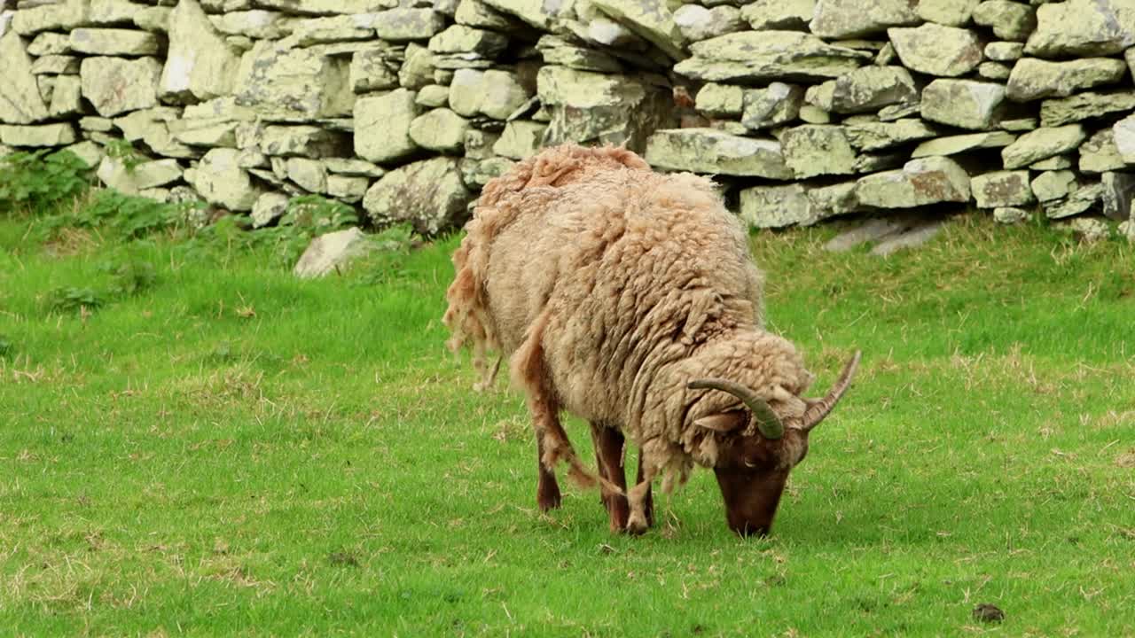 A Manx Loaghtan Sheep grazing in a stonewall enclosed field. This rare breed is native to the Isle of Man. UK