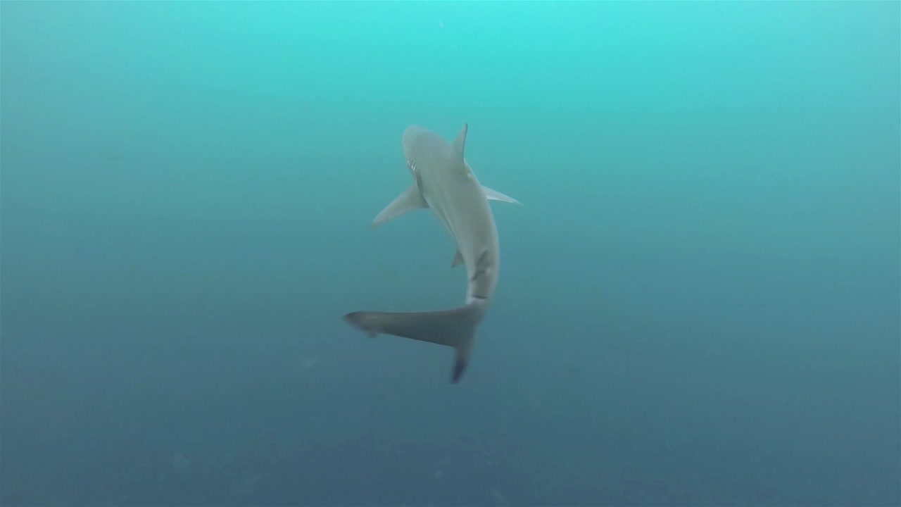tiburón endémico de galápagos nadando en el canal en leon dormido o kicker rock fuera de san cristobal en el parque nacional galápagos ecuador