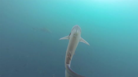 endemic galapagos shark swimming in the channel at leon dormido or kicker rock off of san cristobal in galapagos national park ecuador