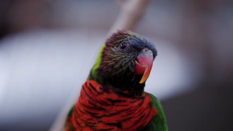 retrato macro de un colorido pájaro loriini