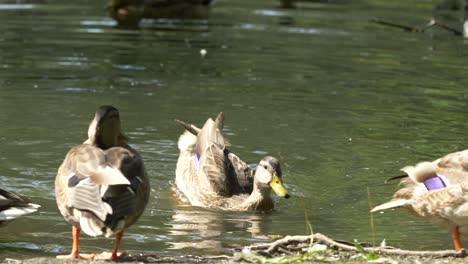 mallard ducks by the water