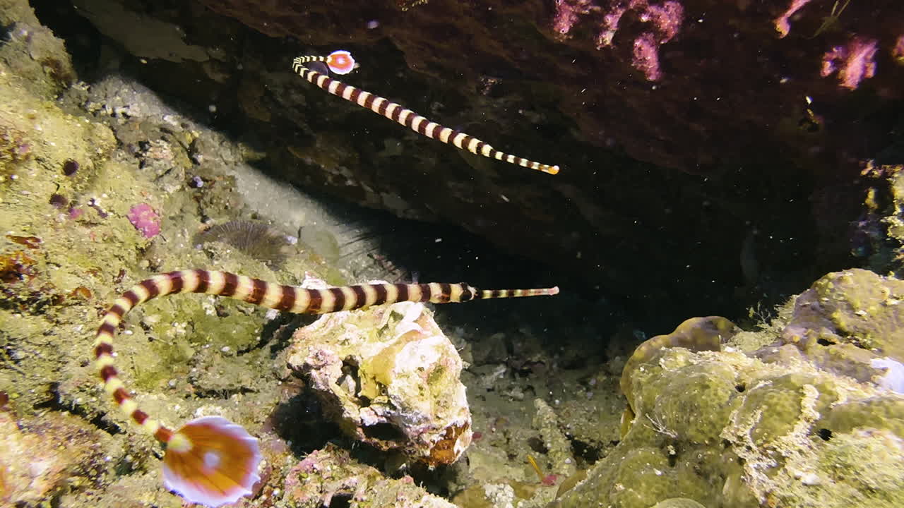 Two striped pipefish float relaxed in front of a coral block. The one in front is the male, carrying several eggs on his belly that the female had previously handed over to him to incubate