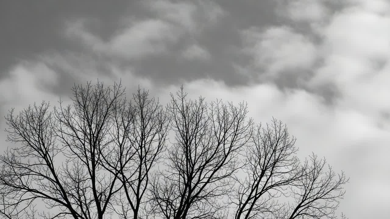 A Dramatic Contrast of Leafless Trees Against a Brooding Cloudy Sky, Emphasizing the Beauty and Solitude of Winter's Embrace in Nature's Landscape