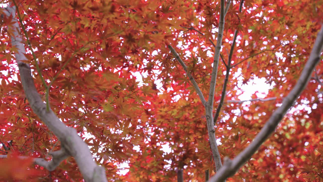 Red Maple Leaves, Slow Motion Pan Autumn Concept Background