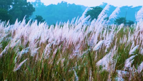 Campos-De-Flores-De-Hierba-Kans-De-Caña-De-Azúcar-Silvestre-En-La-India,-Saccharum-Spontaneum