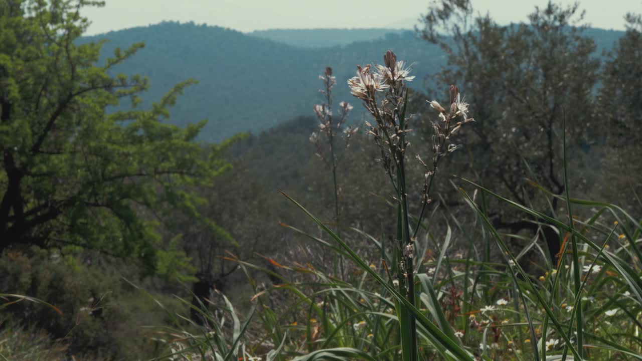 Hermosa toma panorámica de flores en primer plano y montañas griegas cubiertas de olivos, con deslizamiento de cámara de mano.
