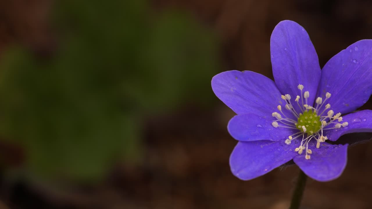 Flower of liverleaf heralding the spring coming with its vibrant purple color