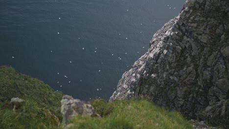 view from top of fjord down to lake water with flying white sea sole birds nesting on cliffside