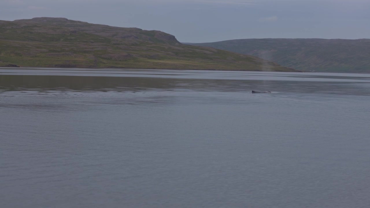 Een verre bultrug komt boven water en spuit water in de kalme donkere wateren van een fjord in Holmavik, IJsland, met glooiende groene heuvels op de achtergrond.