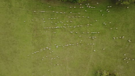 aerial view of flock of sheep grazing on green meadow