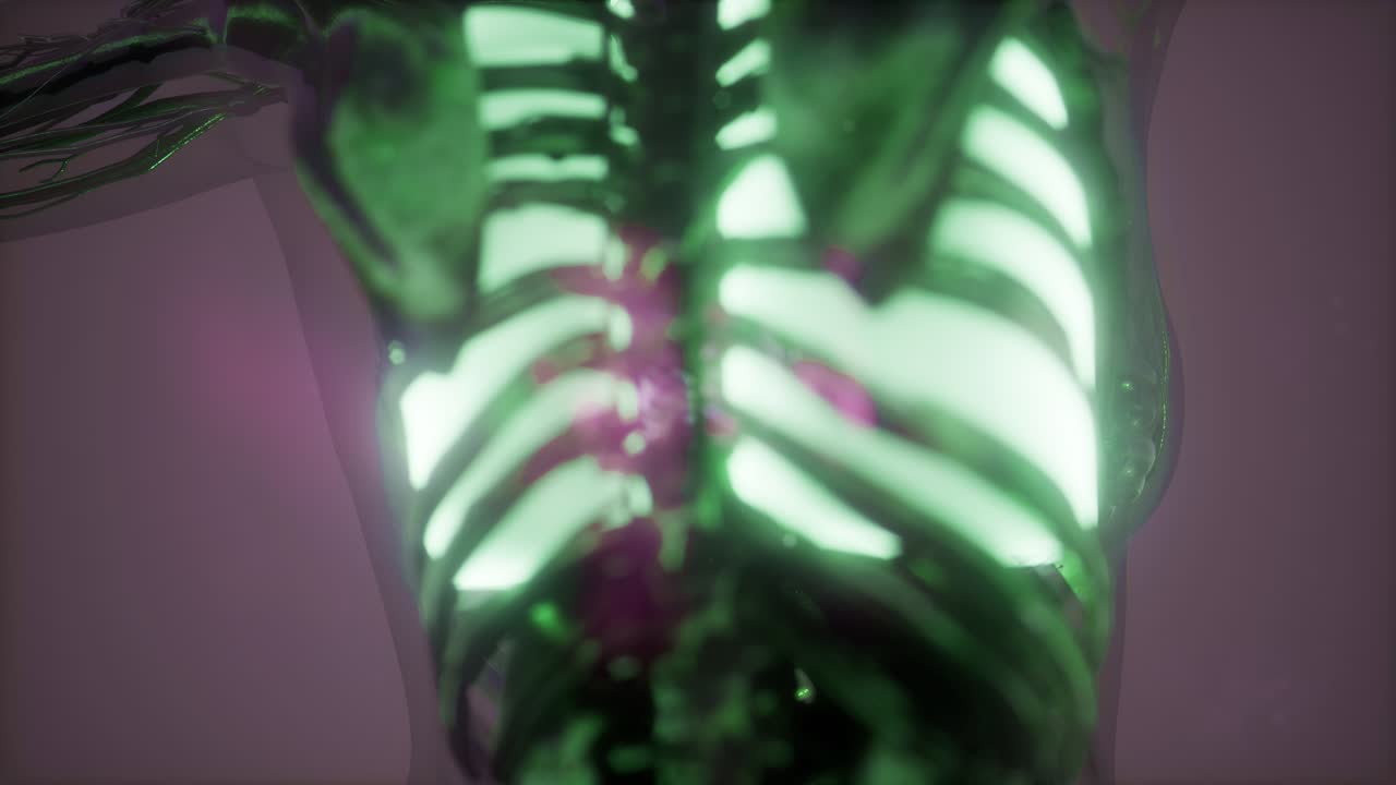 cuerpo humano con pulmones visibles