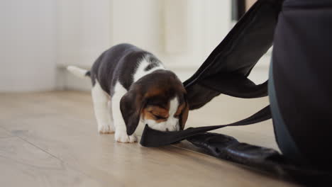 A-small-beagle-puppy-gnaws-at-the-owner's-things.-His-teeth-are-teething,-he-ruins-things-and-furniture.