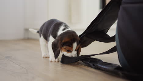 a small beagle puppy gnaws at the owner's things. his teeth are teething, he ruins things and furniture.